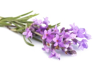 Lavender, Single Flower, Flower.