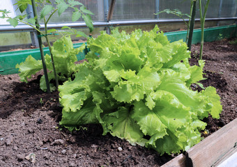 Growing leaves lettuce