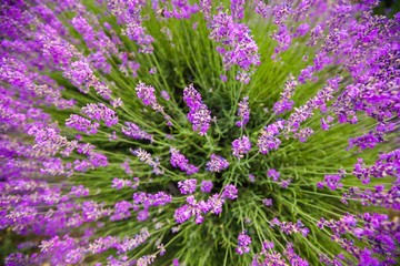 Fototapeta premium Lavender, Flower, Lavender Coloured.