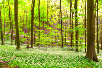 German Spring Forest
