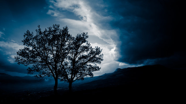 Two trees before a storm