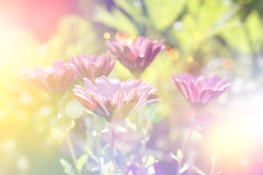 Fototapeta Vintage flowers background