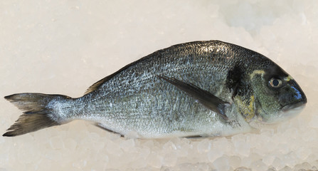 sea bream