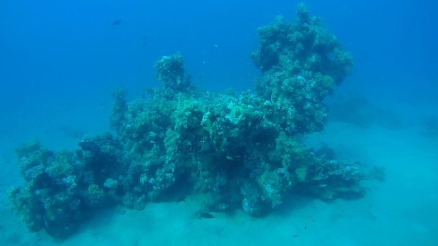 The life of a coral reef, Red sea, Marsa Alam, Abu Dabab 
