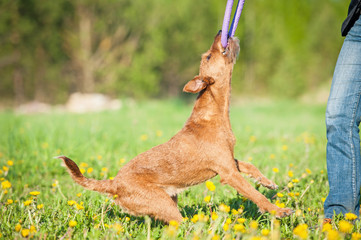 Irish terrier dog playing with a toy