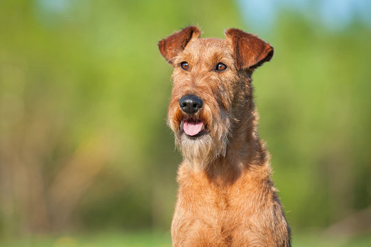 Portrait of irish terrier dog
