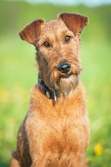 Portrait of irish terrier dog