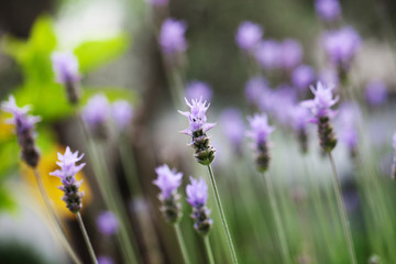 Lavender flower in garden. Purple and green