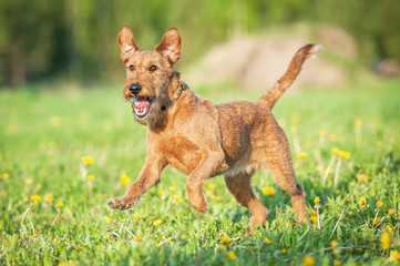 Irish terrier dog running - obrazy, fototapety, plakaty
