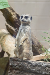 Fototapeta premium Meerkat