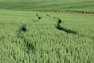 Road in the Wheat Field