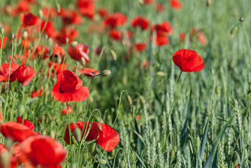 Fototapeta na wymiar Isolated Poppies in the Field