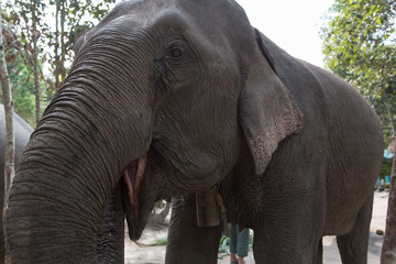 Thailand, Chiang Mai, Chiang Rai, Elefanten Trekking, Wald, Dschungel