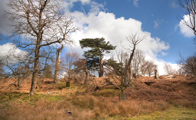  English spring forest forest