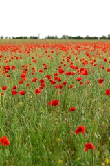 Fototapeta premium Tuscany, Poppy, Wildflower.