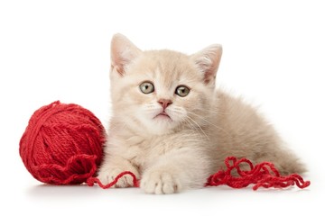 Domestic Cat, Kitten, Wool.