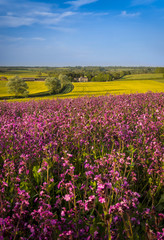 Field of Red Campion at Sunset