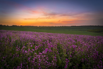 Field of Red Campion at Sunset
