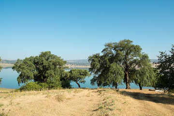 Fototapeta premium Cork oakt trees