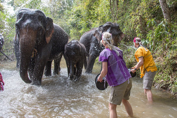 Thailand, Chiang Mai, Chiang Rai, Elefanten Trekking, Wald, Dschungel