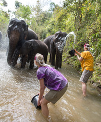 Thailand, Chiang Mai, Chiang Rai, Elefanten Trekking, Wald, Dschungel