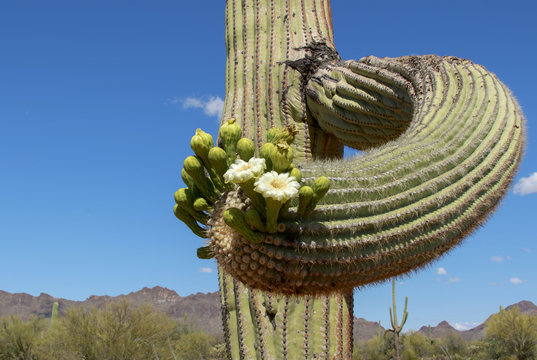 Saguaro Cactus blooming close-up with blue sky and desert mountain background