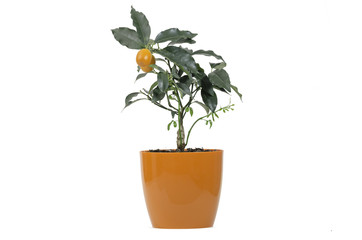 Citrofortunella mitis Oranges, native to China.