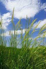 Green ears under blue and cloudy sky spring time