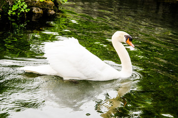 Cigno