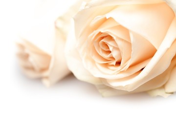 Fototapeta na wymiar Backgrounds, Rose, Flower.
