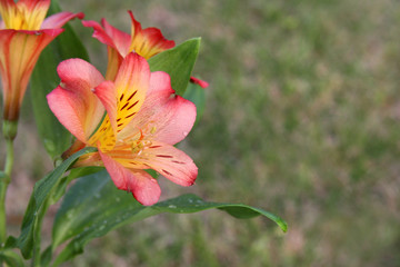 Alstroemeria Saturne Flower