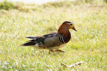 Mandarinente