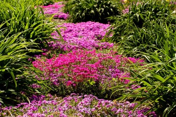 Obraz premium Flower Bed, Flower, Landscape.