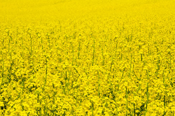Żółte pole rzepaku podczas kwitnienie w pogodny wiosenny dzień