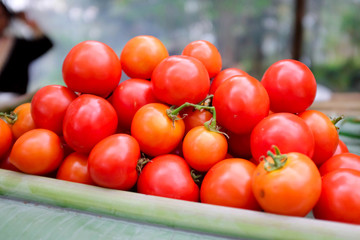 Fresh tomatos