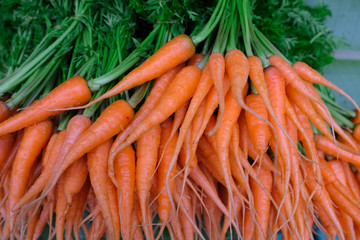 Fresh carrot from farm