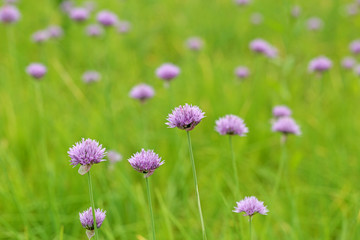 アサツキの花　-Chives-