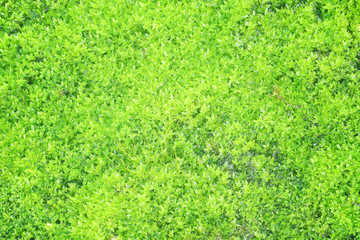 Green moss background close up
