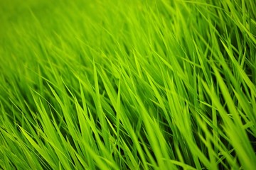 Fototapeta na wymiar 稲の新緑