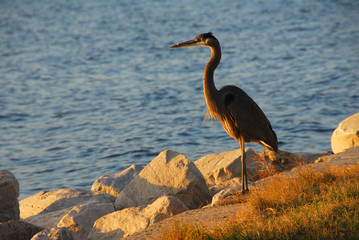 Great Blue Heron at sunset