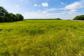 Field of barley. Rural landscape.