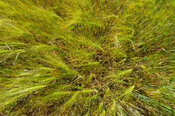 Field of barley. Background.