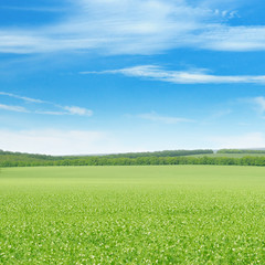 green pea field and blue sky