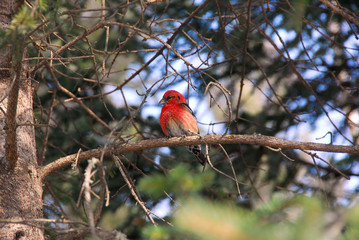Common Rosefinch in tree in Alaska
