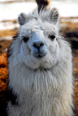 Obraz premium Llama closeup