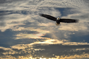 Bald Eagle flying over Alaska