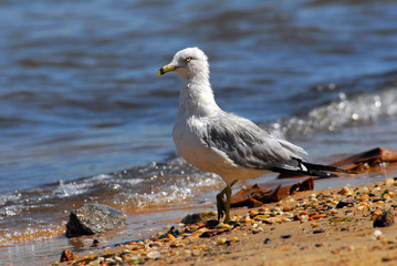 Obraz premium Ring-Billed Gull on beach