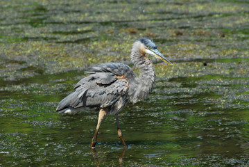 Great Blue Heron in pond