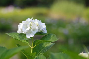 Obraz premium あじさい