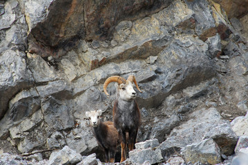Fototapeta premium Male and Female Wild Stone Sheep on mountain